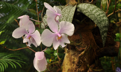 Phalaenopsis schilleriana