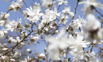 Šácholan Loebnerův