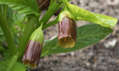 Pablen kraňský - Scopolia carniolica. Rostlina byla dříve používána do omamných nápojů lásky. Jejich užívání však často končilo smrtí.