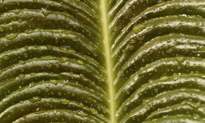 Anthurium veirchii, detail listu