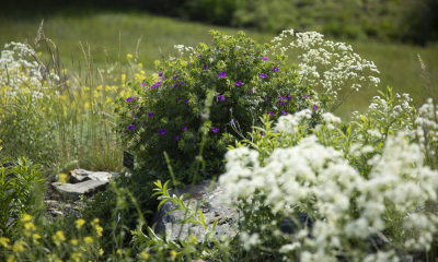 Expozice Archa Bohemica v Botanické zahradě Praha