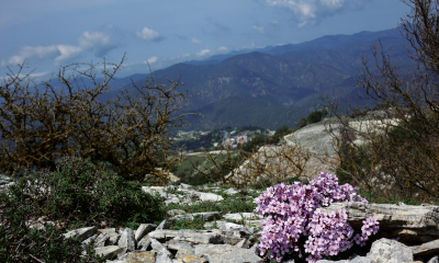 Huseník nachový - Arabis purpurea