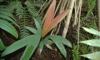 Calyptrocalyx polyphyllus