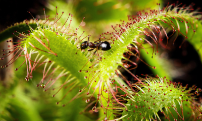 	Drosera capensis