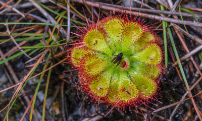 Drosera burmannii