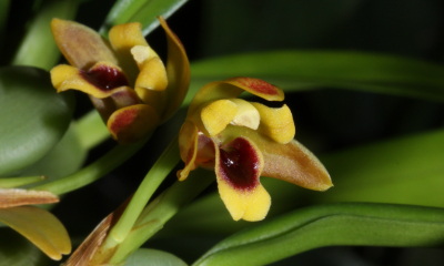 Maxillaria variegata