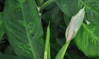 Dieffenbachia oerstedii