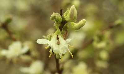 	Zimolez Purpusuv - Lonicera x purpusii