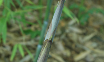 Phyllostachys glauca