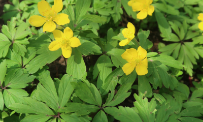 Anemone ranunculoides