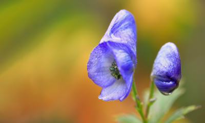 Oměj šalamounek - Aconitum plicatum