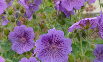 Geranium  magnificum Hylander