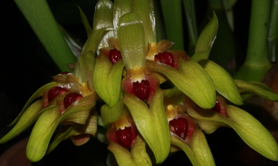 Bulbophyllum graveolens
Květy bulbofyl často vydávají nelibé vůně, protože lákají k opylování mouchy. Výrazný pysk je velmi pohyblivý a při sebemenším nárazu se vertikálně kýve. Když moucha usedne na pysk, ten se zhoupne a vymrští ji na sloupek s bliznou a pylem. Mohutný B. graveolens z Nové Guineje páchne přímo ohavně.