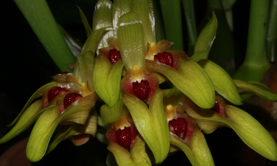 Bulbophyllum graveolens
Květy bulbofyl často vydávají nelibé vůně, protože lákají k opylování mouchy. Výrazný pysk je velmi pohyblivý a při sebemenším nárazu se vertikálně kýve. Když moucha usedne na pysk, ten se zhoupne a vymrští ji na sloupek s bliznou a pylem. Mohutný B. graveolens z Nové Guineje páchne přímo ohavně.