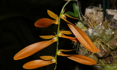 Bulbophyllum kanburiense
Zajímavá miniaturní orchidej z Thajska, Laosu a Vietnamu, kde roste v poloopadavých monzunových (sezónně suchých) lesích v nadmořské výšce 700 až 2000 metrů nad mořem. Dvojice listů na pahlíze v době sucha opadává, na konci zimy vyraší převislý květní stvol s nápadnými oranžovými, až 2,5 cm dlouhými květy. 