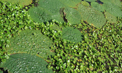 Euryale ferox a Nymphoides peltata - Mokřad Upo