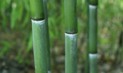 Phyllostachys nigra var. henonis