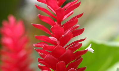 Alpinia purpurata