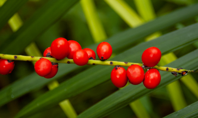 Chamaedorea radicalis