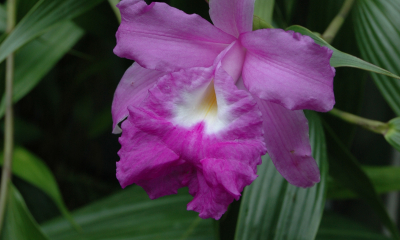 Sobralia macrantha. Orchideje rodu Sobralia z tropické Ameriky vynikají výškou. Tento druh roste od Mexika po Kostariku a pěstuje se nejčastěji.