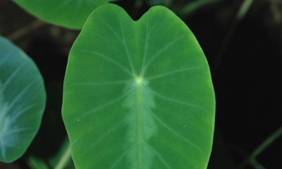 Colocasia fallax