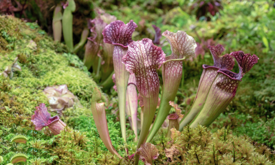 Sarracenia purpurea