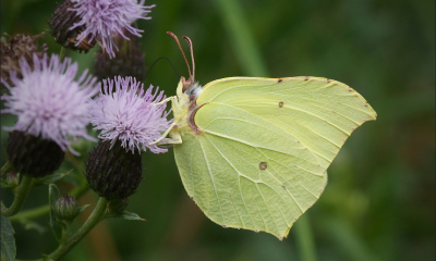 	GONEPTERYX RHAMNI - Žluťásek řešetlákový