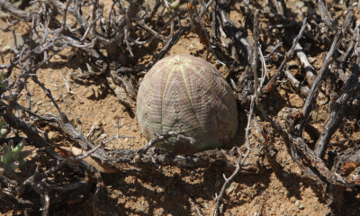 Euphorbia obesa