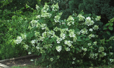 Hydrangea paniculata