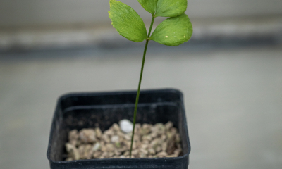 Zamia pygmaea