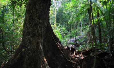 Tropický nížinný deštný les v Central Catchment Nature Reserve