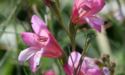 Kvetoucí endemický mečík druhu Gladiolus triphyllus v okolí vesnice Bagliköy
