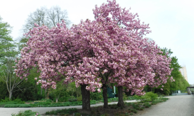  Prunus serrulata Kanzan neboli Sakura ozdobná Kanzan