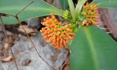Euphorbia viguieri: Euphorbia viguieri je poměrně široce rozšířená na severu a severozápadě Madagaskaru.