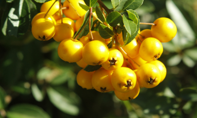 Pyracantha coccinea Solei