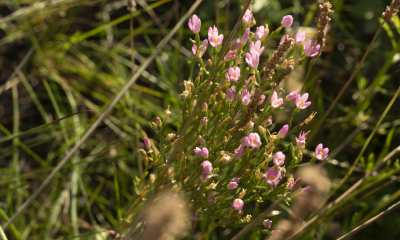 zeměžluč přímořská slatinná (Centaurium littorale)