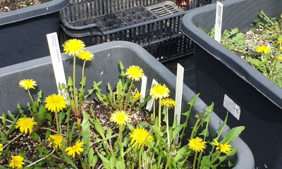 	Taraxacum vindobonense