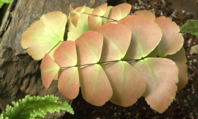 Adianthum macrophyllum