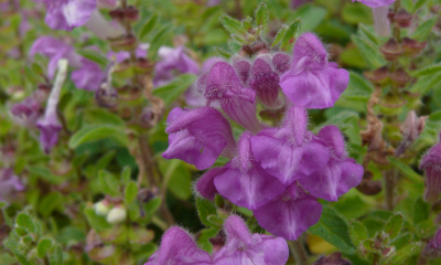 Scutellaria pontica