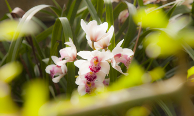 Orchidej Cymbidium ve skleníku Fata Morgana.