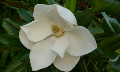 Magnolia grandiflora