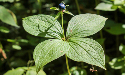 Vraní oko čtyřlisté - Paris quadrifolia. Jedna z nejjedovatějších rostlin naší přírody. Lidově vlčí jahoda či vlčí oko. V minulosti se používalo proti vzteklině a věřilo se v jeho magickou moc.