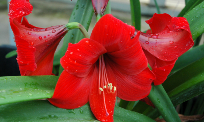 Hippeastrum hybrid