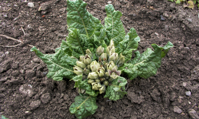 Mandragora lékařská. Lidé bylině přisuzovali zázračnou moc. V její nadpřirozené schopnosti věřil i císař Rudolf II. Obsahuje hyoscyamin, skopolamin a atropin.