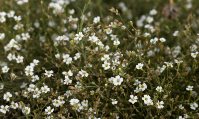 hvozdíček lomikamenovitý (Petrorhagia saxifraga)