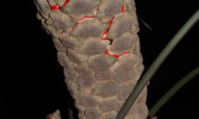 Zamia stricta