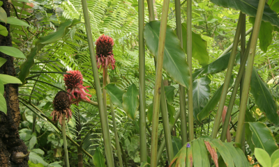 Etlingera elatior