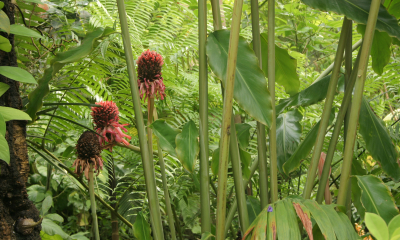 Etlingera elatior