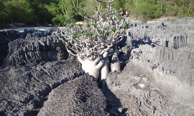 Pachypodium ambongense: Pachypodium ambongense roste pouze na severozápadě Madagaskar a v národním parku Namoroka je poměrně hojné.