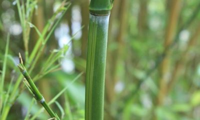 Phyllostachys aureosculcata Aureocaulis